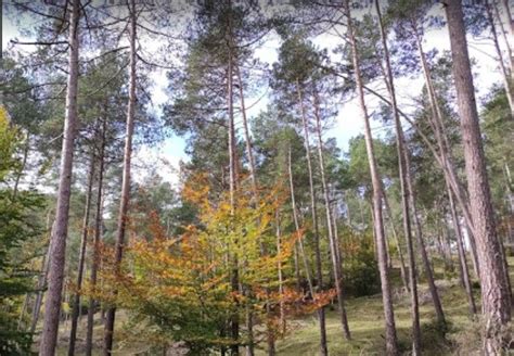 bosque encantado barcelona|Los 7 mejores bosques para visitar en Barcelona